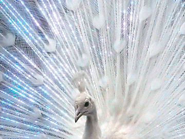 ◆ 마음 다스리기 ◆